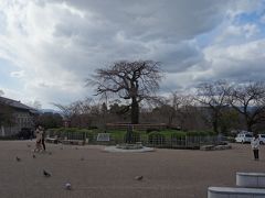 円山公園の例の枝垂桜。