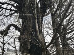 これが御神木でもあるいちょうの木です。
とても大きくて目を見張ります。
樹齢は5～600年とか。

戦時中に一部が焼けてしまったらしいのですが、焼け残った後の形が稲荷神社に由来のある狐の形をしていたとか。