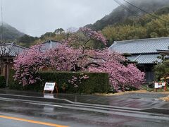 かじやの桜。上のほうの枝振りが・・・