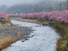 川沿いの桜が満開できれいです。山が霧にかすんでこれはこれできれいです。
晴れの日もいいですけどね。