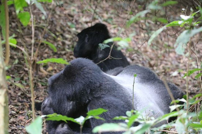 ウガンダ ルワンダ マウンテンゴリラとナイルの源流 シルバーバックは木登り上手 ずっこけそうな陸路の国境越え ブウィンディ国立公園周辺 ウガンダ の旅行記 ブログ By Gontaraさん フォートラベル