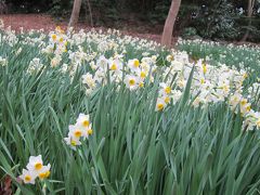 2月23日、
7:40
「吾妻山公園」で満開の水仙と