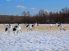 釧路ならタンチョウだろう、ということで、まずお邪魔したのが伊藤サンクチュアリです。家から車で30分ほど。道もほぼ除雪されているので、天気が良ければいつでも行けます。
初年度はご覧のとおり雪が少なく、地面が見えていますが、餌を求めて多くのタンチョウが集まっていました。