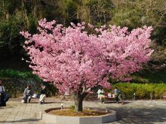 門をくぐると目に前には一本の花真っ盛りの河津桜が！
10：30の噴湯を待つ人たちが徐々に集まり始めてきた。