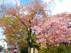 やって来たのは”河津桜原木”のある家。
この木は開花がとても速かったらしく、ドンドン葉桜化しているのは承知の上で見に行ったので・・・