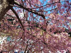 満開　三崎海岸駅から公園までさくら桜サクラ