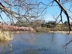 小松ヶ池公園
枯れたススキと濁った池と桜
残念のような
これが自然なのか