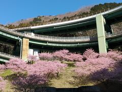 河津七滝ループ橋の桜