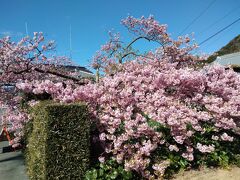 かじやの桜