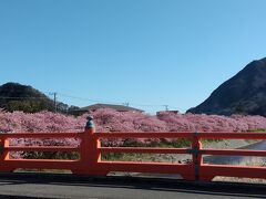 豊泉橋まで来ました。満開の桜！