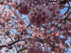 R135の上りがメチャ混んでるんで、逆に河津まで足を伸ばして、河津桜まつりを見物！

http://www.kawazu-onsen.com/sakura/
