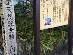 最後は、河津桜の原木を見物(^_^)

新種に認定されたのが昭和49年とのことで、そんなに昔の話しではなかったんや(*_*)

http://www.kawazuzakura.net/about.html
