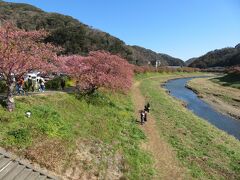 青野川沿いの遊歩道にきれいに河津桜が咲いています。