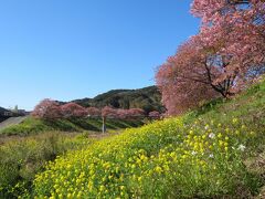 河津は土手の外に桜と菜の花があるのですが、南伊豆は土手の斜面に菜の花があるので、立体的な景色になります。