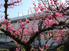 福知山裁判所の前に咲く梅が、見頃でした^^
この近くに丹波生活衣館があって無料開放されていましたが、目指すお城へと足を運びます・・