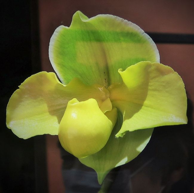 春蘭　韓国春蘭　日本春蘭　宝生の花 Yahoo!オークション - 日本春蘭 宝生の花 中国春蘭 韓国春蘭