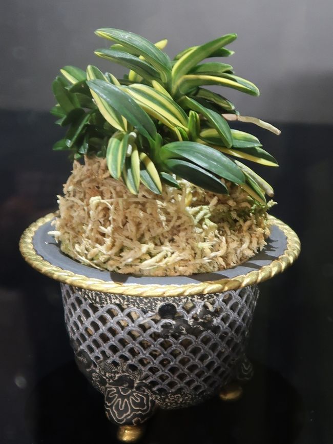 世界らん展-6 至宝の蘭：韓国春蘭〔円紅舌〕1200万円 ☆翠月200