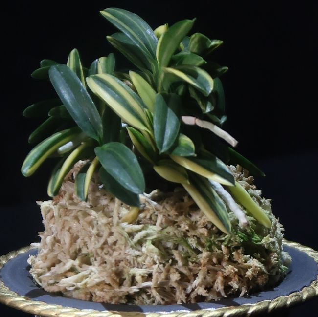 春蘭　韓国春蘭　栄光No.2 韓国春蘭｜友遊蘭ギャラリー｜友遊蘭の世界