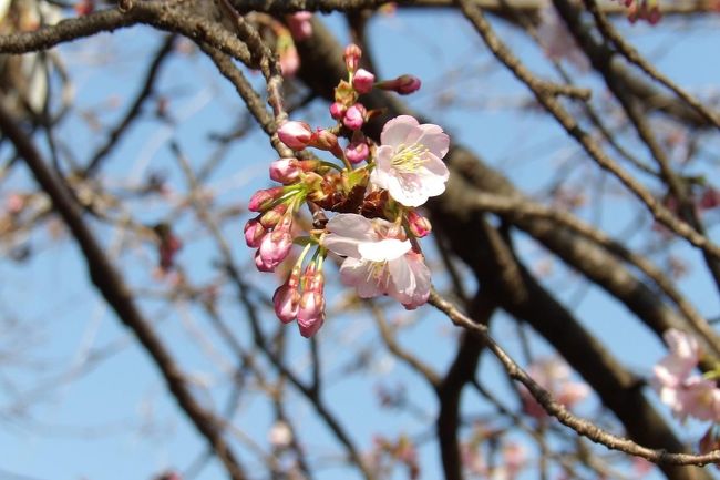 昨年（2019年3月5日）（https://4travel.jp/travelogue/11465398）。