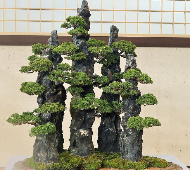 世界らん展10 盆栽 一位・真柏・橘・寒椿 ☆盆栽作家（木村正彦