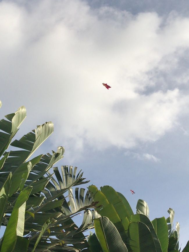 ちっちゃいけど凧（カイト）がたくさんあがっていました。