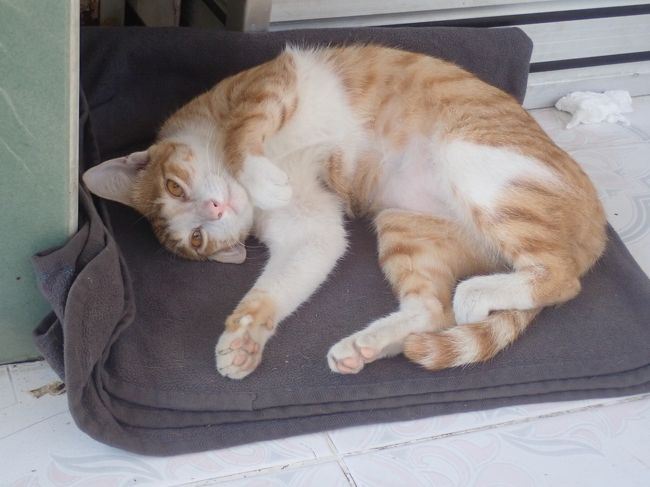 シュノーケルの集合場所にいた、にゃんこさま。