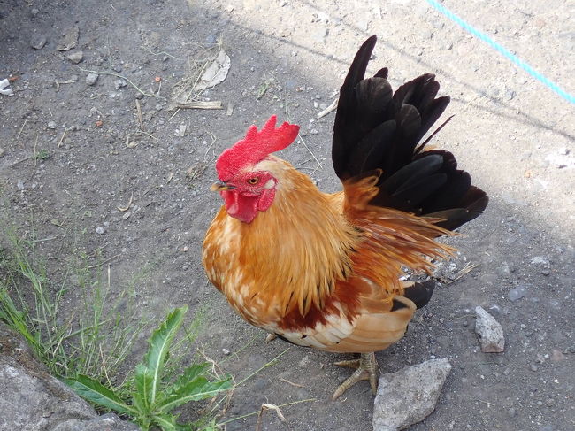 にわとりさん。