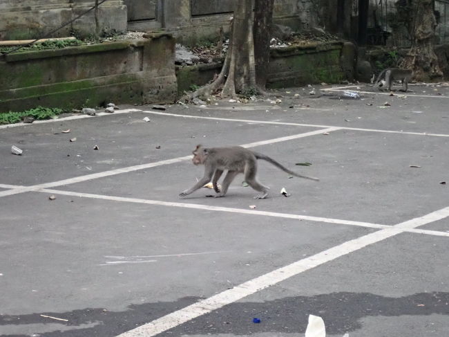 モンキーフォレストの近くにはおさるがたくさんいます。