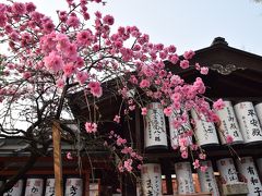 御辰稲荷神社

ここは小さいけどいつも枝垂れの濃い八重が素敵スポット。