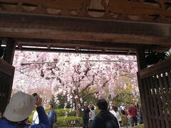 桜の時期の京都は宿予約が激戦で、あっても超高額の部屋ばかり。2018年の桜旅はあきらめていましたが、３月下旬に妙心寺運営の花園会館で4/1の部屋に空きがでているのをみつけ即予約！
早朝の新幹線で京都へ、宿に荷物をあずけた後まずは近場の妙心寺退蔵院へ。
境内の余香苑の門をくぐってすぐに、広がる紅しだれ。