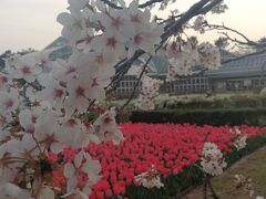 さらにひたすら自転車で北上し、北山の京都府立植物園へ。
真っ赤なチューリップが鮮やか。