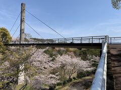 鹿児島でも桜が満開だがどうせなら桜の名所ということで探し出した丸岡公園
広い園内桜が咲き乱れてた