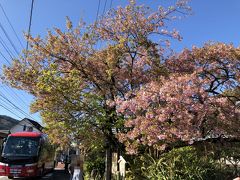 原木は個人のお宅にありました。
前の通りは結構な交通量があり、想像していた風景とは違っていました。