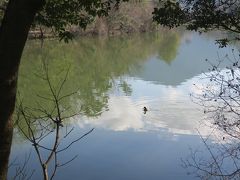 宝が池は一周1500ｍ程らしくお散歩にぴったり。鴨やオシドリ、カワウなどを見ました。
