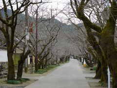 秋月城跡へ。桜の季節は混みそうですな。