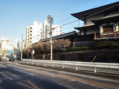 そのまま進むと春日通り。左に曲がれば湯島天神に下る切通坂。
湯島の白梅もちょうど見頃。
せっかくだから旧岩崎邸にも寄っていこう。