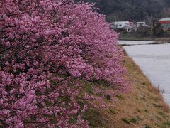 20分ほど歩くと、ようやく河津桜の並木が見えてきた。
見れば、思ったよりも開花しているようだ。
場所によっては7分咲き程度か。
寒い中を歩いてきた甲斐があったというものだ。