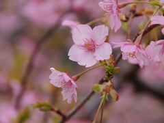 これから訪れる河津は、河津桜の発祥の地である。
駅からすぐのところに、開花が進んだ河津桜があり、少し期待が膨らむ。
とりあえず、今回の目的の一つである河津来宮神社の巨木を目指すことにする。