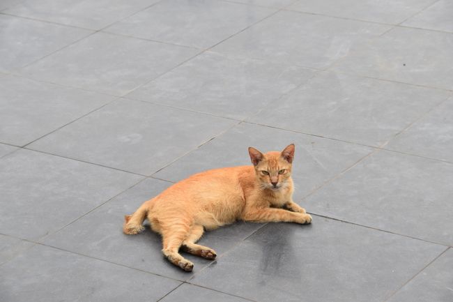 バスターミナル横の噴水の周りに数匹の猫がのんびり昼寝を楽しんでいた。