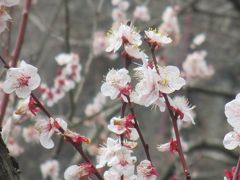 湯河原梅林に到着。ピークは過ぎたのかもしれませんが、まだ多くの人で賑わっていました。