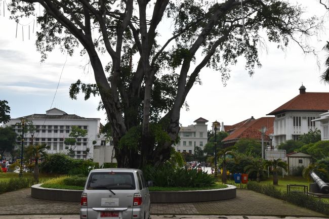 ファタヒラ広場の博物館の前にある木。