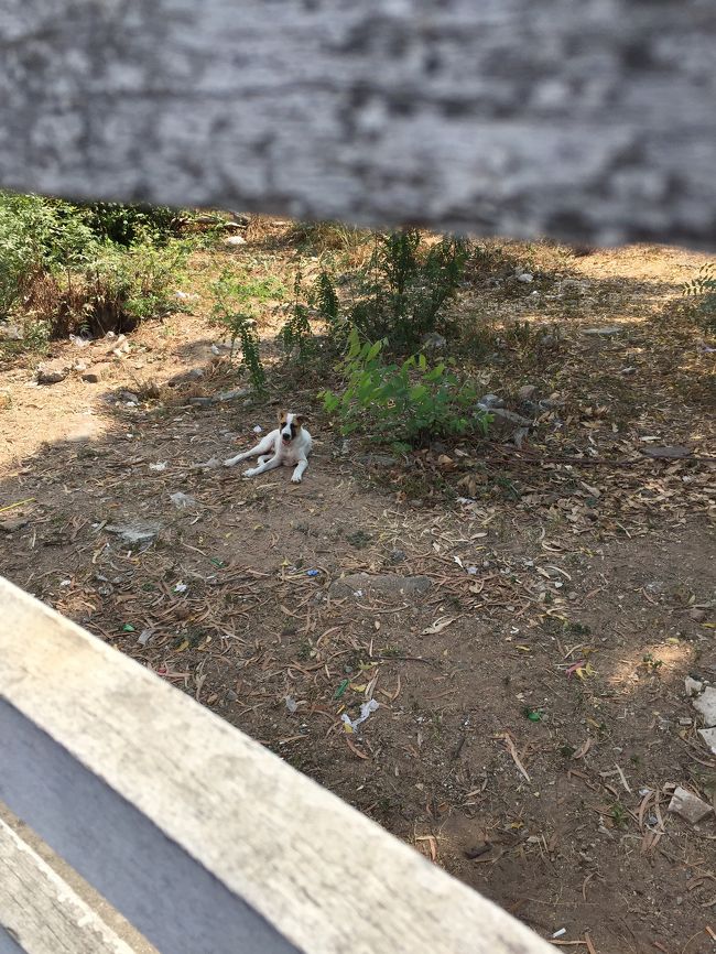 塀の中に犬がいっぱいいます。