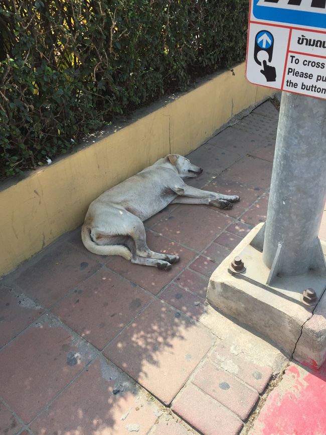 死んでいるわけではありません。<br />誰も攻撃しないのでしょう。安心しきって寝ています。