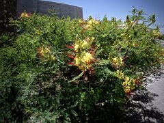 【気鋭のワイナリー：スッカルディ：Familia Zuccardi (Uco Valley)】

これは、なんのお花でしょうか......