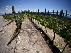 【気鋭のワイナリー：スッカルディ：Familia Zuccardi (Uco Valley)】

ここは、ものすごく古い苗木...ワインの木は、80-100年持つとか、ガイドさんが言ってました....ちなにに、コーヒーの木は、2－30年の寿命なので、ブドウの木の方が明らかに木自体が、非常に～長生きしています。