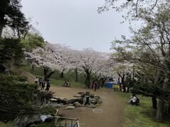 桜を見に10分ぐらい歩いて函館公園へ