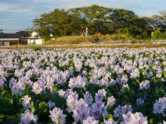 ●本薬師寺跡

何もない住宅街に、不意に現れる花畑なので、驚いてしまいますが、地元の方の協力があっての場所だと思います。
いつまでも続くように、最低限のマナーを持って、訪れたいものですね。