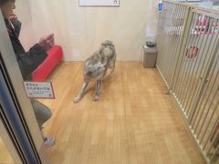 昼ごはん後に秋田犬くるまで時間が余ったので目の前の秋田県立美術館へ310円で入りました。
藤田嗣治やゴッホやピカソなど美術に疎い私でも「うっわー！」となるほどの絵。
点数は多くないのですが、貴重な絵の数々。行って良かった。藤田嗣治の妻への愛が溢れてました。便変更できたおかげです。

そして流行る気持ちを落ち着け出たら、秋田犬いたー！おやつをくれと文句言っててブレてます。