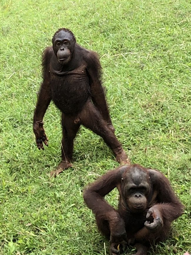 オラウータンのマンバとマンボ<br />