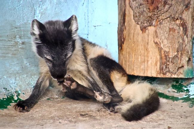 19年ベラルーシとモスクワ旅行７日目 ２ モスクワ動物園 後編 文化人アパートのある景色 ホッキョクグマやアフリカゾーンを夜９時まで モスクワ ロシア の旅行記 ブログ By まみさん フォートラベル